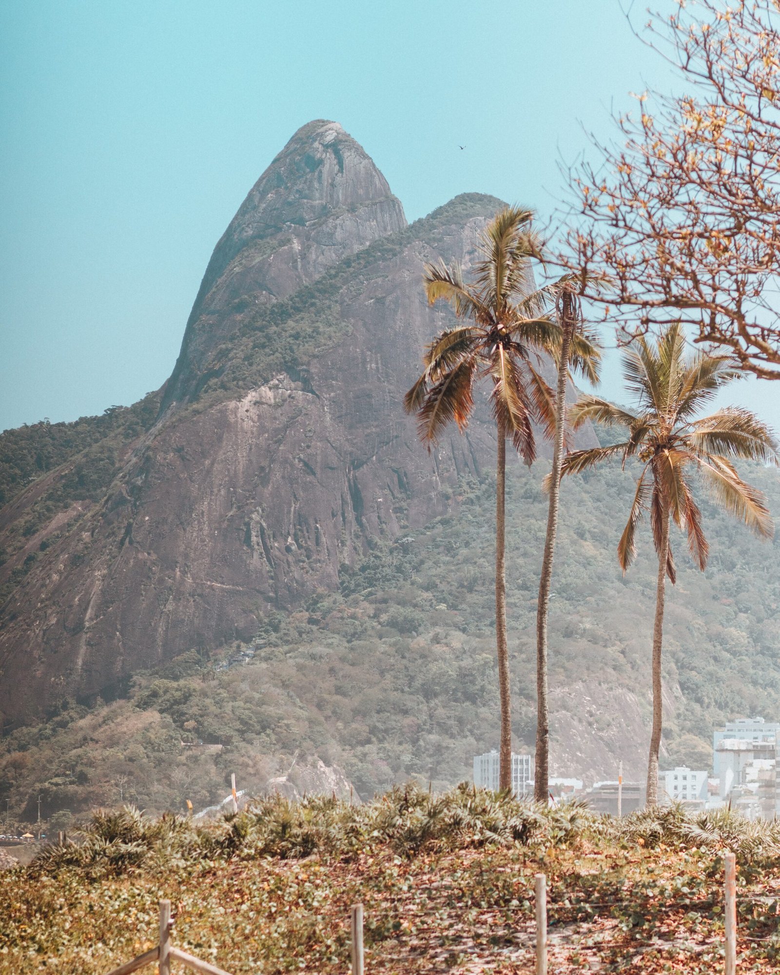 beautiful mountains trees captured copacabana beach rio de janeiro scaled