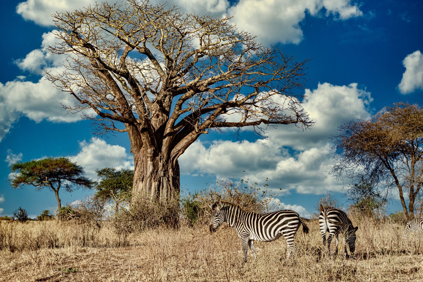 field covered greenery surrounded by zebras sunlight blue sky scaled